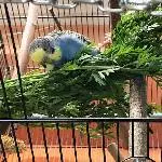 Snoopy sucht ein neues Zuhause Bild 2