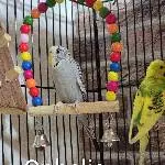 Wellensittiche 2 Männchen / 2 Weibchen Bild 3