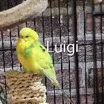 Wellensittiche 2 Männchen / 2 Weibchen Bild 2