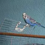 Wellensittich Winston sucht neues Zuhause und neue Freunde Bild 5