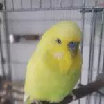 2 Wellensittiche abzugeben Bild 1