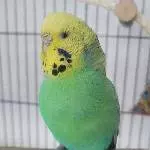 2 Wellensittiche abzugeben Bild 2
