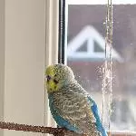 3 Wellensittiche auf der Suche nach neuem Zuhause Bild 4
