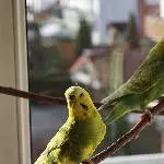 3 Wellensittiche auf der Suche nach neuem Zuhause Bild 1