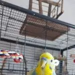 Capper sucht ein neues Zuhause Bild 1