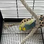 Capper sucht ein neues Zuhause Bild 2