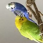 Kiwi und Blue suchen ein neues artgerechtes zu Hause Bild 8