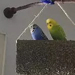 Kiwi und Blue suchen ein neues artgerechtes zu Hause Bild 9