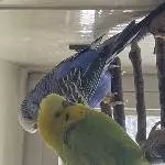 Kiwi und Blue suchen ein neues artgerechtes zu Hause Bild 3