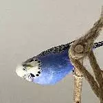 Kiwi und Blue suchen ein neues artgerechtes zu Hause Bild 7