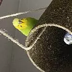 Kiwi und Blue suchen ein neues artgerechtes zu Hause Bild 5