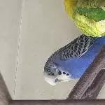 Kiwi und Blue suchen ein neues artgerechtes zu Hause Bild 4
