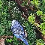 Kiwi und Blue suchen ein neues artgerechtes zu Hause Bild 1