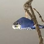 Kiwi und Blue suchen ein neues artgerechtes zu Hause Bild 2