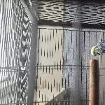 Partner vom verstorbenen Welli sucht neues zu hause Bild 1