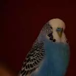 Resilienter Rentner sucht neue Freunde Bild 1