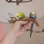 Zwei Hähne suchen neuen Schwarm Bild 1