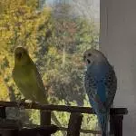 Trio sucht neue Schaukel Bild 1