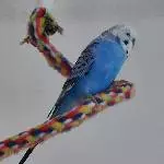 Wellensittich Blue sucht ein neues Zuhause Bild 2