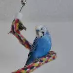 Wellensittich Blue sucht ein neues Zuhause Bild 4