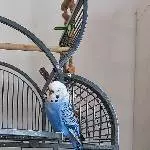 Wellensittich Blue sucht ein neues Zuhause Bild 3
