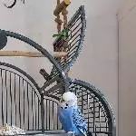 Wellensittich Blue sucht ein neues Zuhause Bild 1