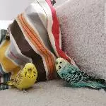 Pauli (w) sucht liebevolles Zuhause Bild 5