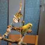 Pauli (w) sucht liebevolles Zuhause Bild 3