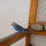 Wellensittichpärchen abzugeben Bild 3