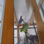 Wellensittichpärchen abzugeben Bild 2