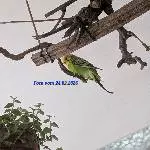 Zuhause gesucht für besondere Wellensittich-Henne („Nymphie“) Bild 4