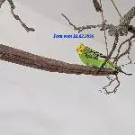 Zuhause gesucht für besondere Wellensittich-Henne („Nymphie“) Bild 3