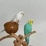 Wellipärchen mit PBFD Bild 1