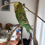 Partnerin Verstorben Yoshi sucht ein neues Zuhause. Bild 1