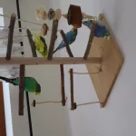 einsamer Welli-Hahn sucht Anschluss Bild 4