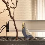 einsamer Welli-Hahn sucht Anschluss Bild 2
