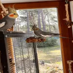 Nymphensittichpärchen sucht neuen Wirkungskreis Bild 2