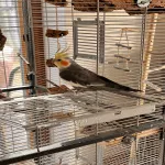 Nymphensittichpärchen sucht neuen Wirkungskreis Bild 1