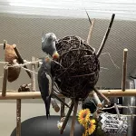 Nymphensittichpärchen sucht neuen Wirkungskreis Bild 3