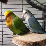 Teta sucht neuen Partner und zu Hause Bild 1