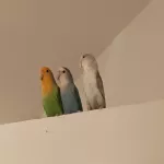 Teta sucht neuen Partner und zu Hause Bild 2