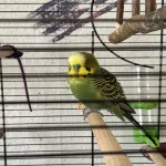 Wellensittich sucht ein neues zu Hause Bild 1
