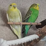 Harmonisches Wellensittich‑Trio sucht ein liebevolles Zuhause Bild 3