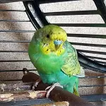 Harmonisches Wellensittich‑Trio sucht ein liebevolles Zuhause Bild 2