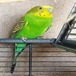 Harmonisches Wellensittich‑Trio sucht ein liebevolles Zuhause Bild 1