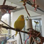 Wellensittich Pärchen abzugeben Bild 2