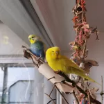 Wellensittich Pärchen abzugeben Bild 3