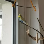 Wellensittich Pärchen abzugeben Bild 1