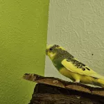 Tiny und Pluto suchen ein neues liebevolles zuhause Bild 4