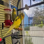 Tiny und Pluto suchen ein neues liebevolles zuhause Bild 1